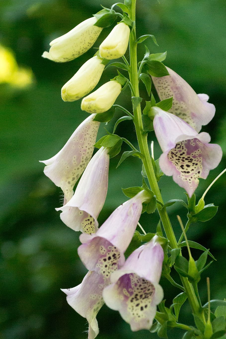 Digitalis purpurea blossoms. This pink foxglove has bell shaped flowers speckled with magenta and white patterns inside of the flowers.