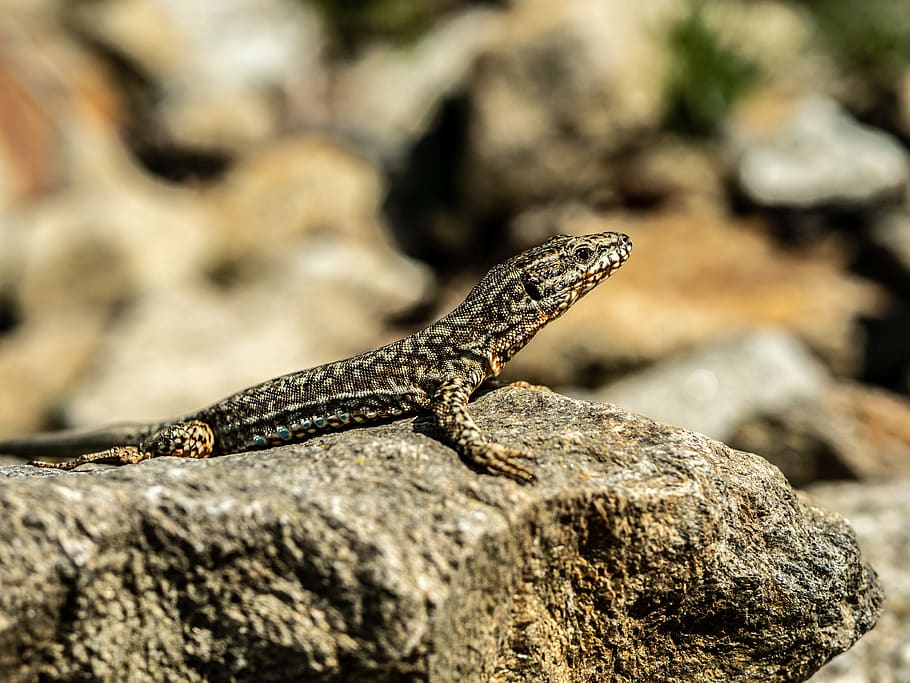 gray and black lizard, reptile, one animal, animal themes, solid HD wallpaper