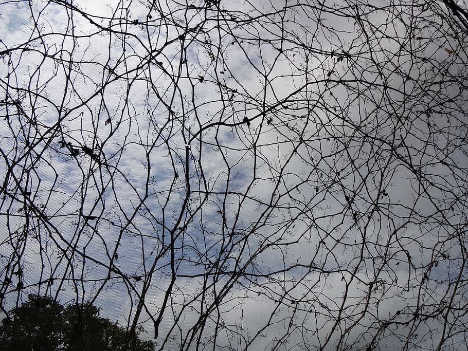weeds, roots, plants, trees, branches, nature, nursery, bare tree HD wallpaper