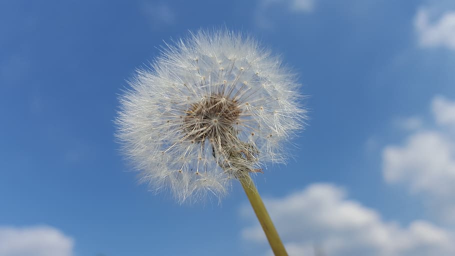 dandelion, sky, background, flowers, nature, plants, spring HD wallpaper