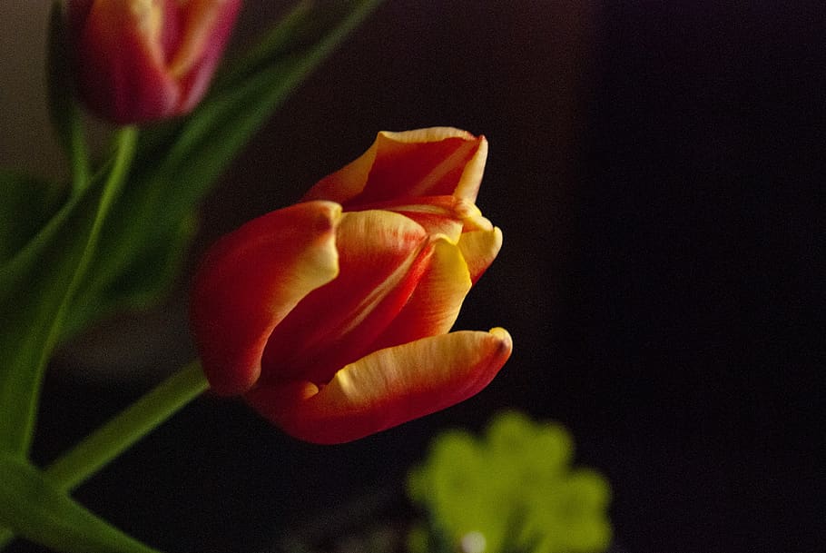tulip, flower, nature, spring, garden, orange, yellow, indoor HD wallpaper