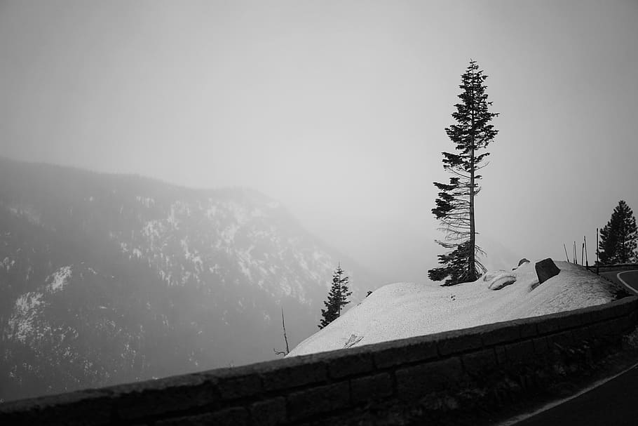 green trees beside guardrail during daytime, plant, fir, abies HD wallpaper