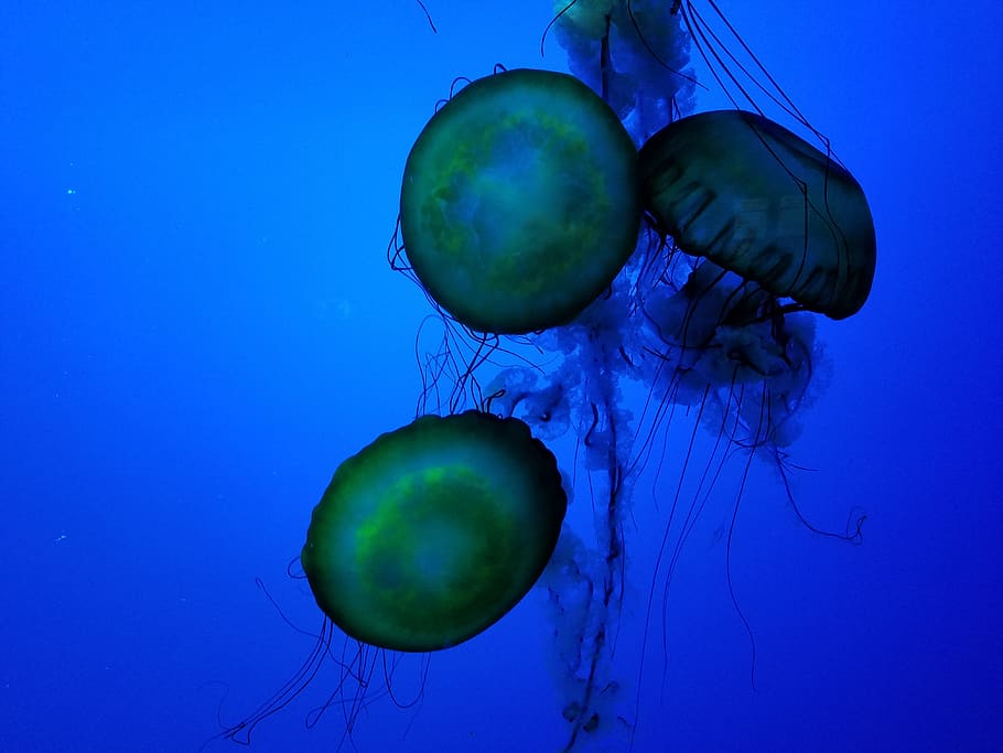 jellyfish, sea life, invertebrate, animal, aquarium, blue, gatlinburg, HD wallpaper