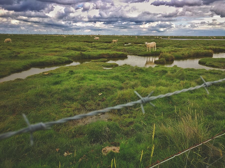 netherlands, groningen, reflection, sheeps, the netherlands HD wallpaper