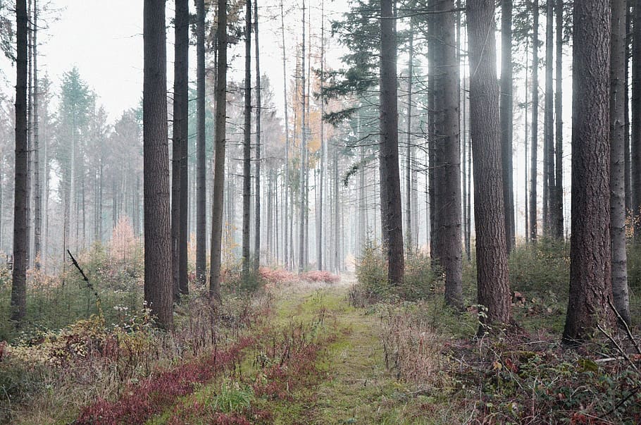 forest, nature, landscape, trees, fog, autumn, secret, away HD wallpaper