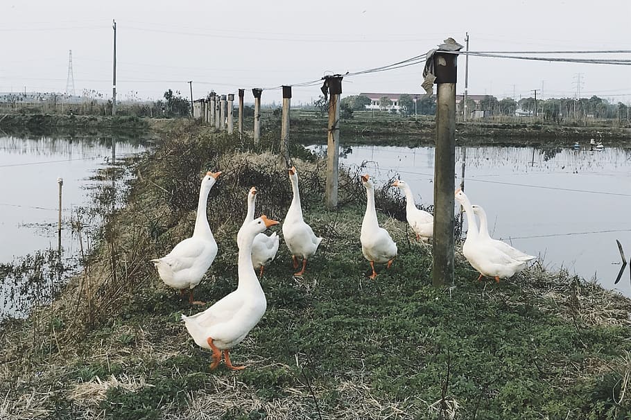 white ducks by the pond, animal themes, vertebrate, group of animals HD wallpaper
