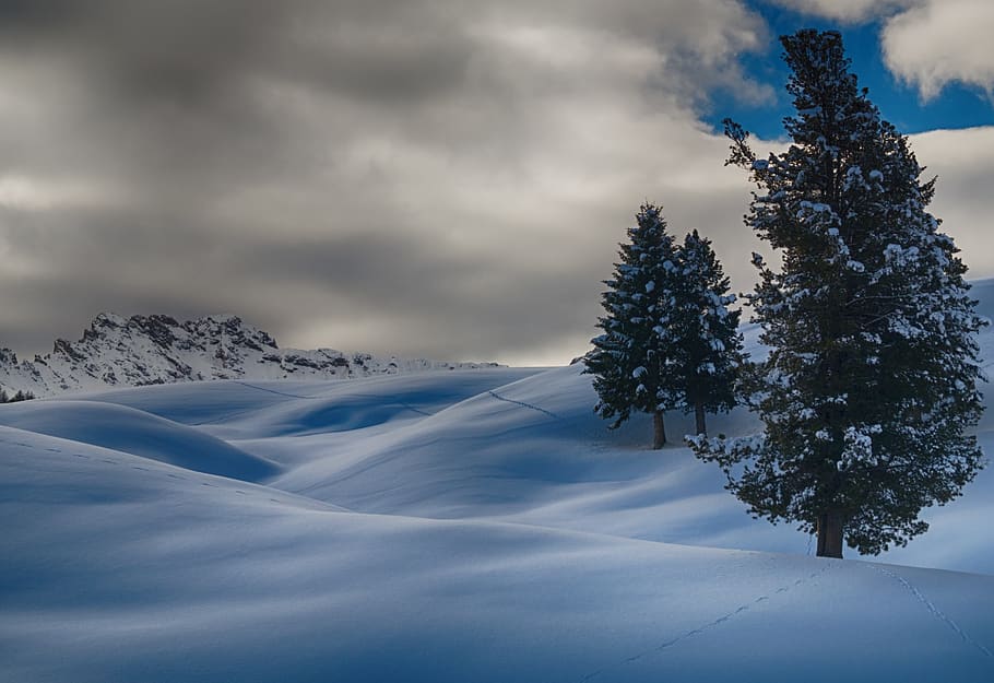 Time Lapse Photography of Three Trees Covered With Snow, clouds HD wallpaper