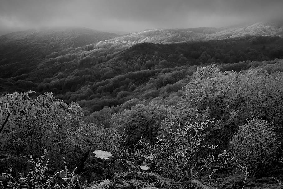 grayscale photography of mountains and trees, nature, outdoors, HD wallpaper