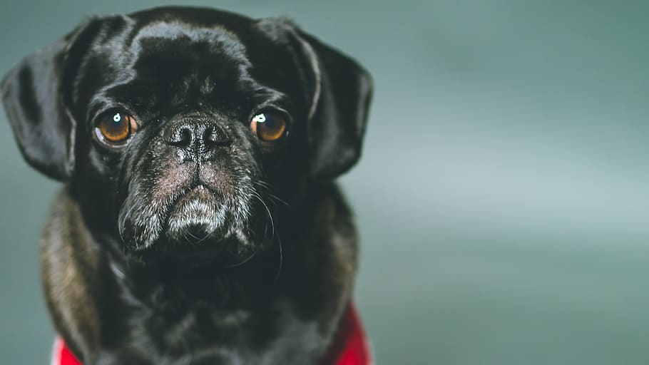 pug, black, dog, pets, animals, small dogs, one animal, animal themes HD wallpaper