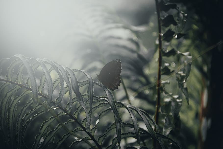 close-up orange butterfly, tree, grey, forest green, dark, darkness HD wallpaper