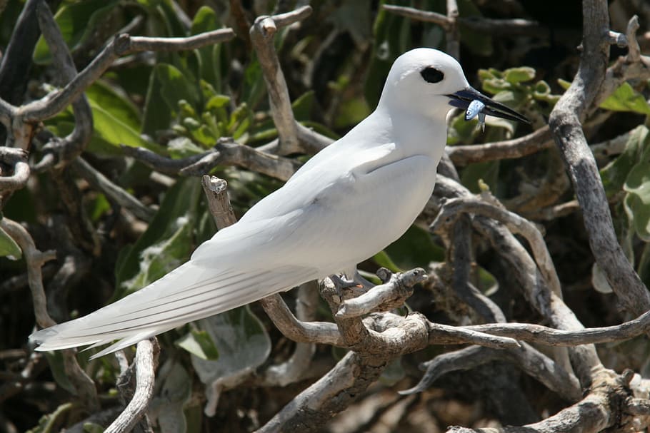 tern, white, bird, animal, nature, animal themes, animals in the wild HD wallpaper