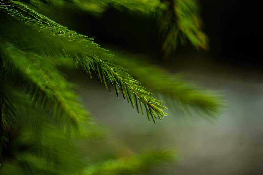 ukraine, plant, green color, growth, tree, leaf, beauty in nature HD wallpaper