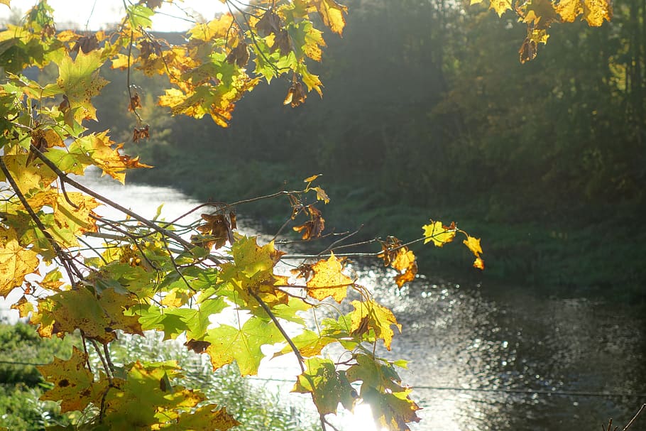 autumn, leaves, river, plant, tree, water, growth, nature, leaf HD wallpaper