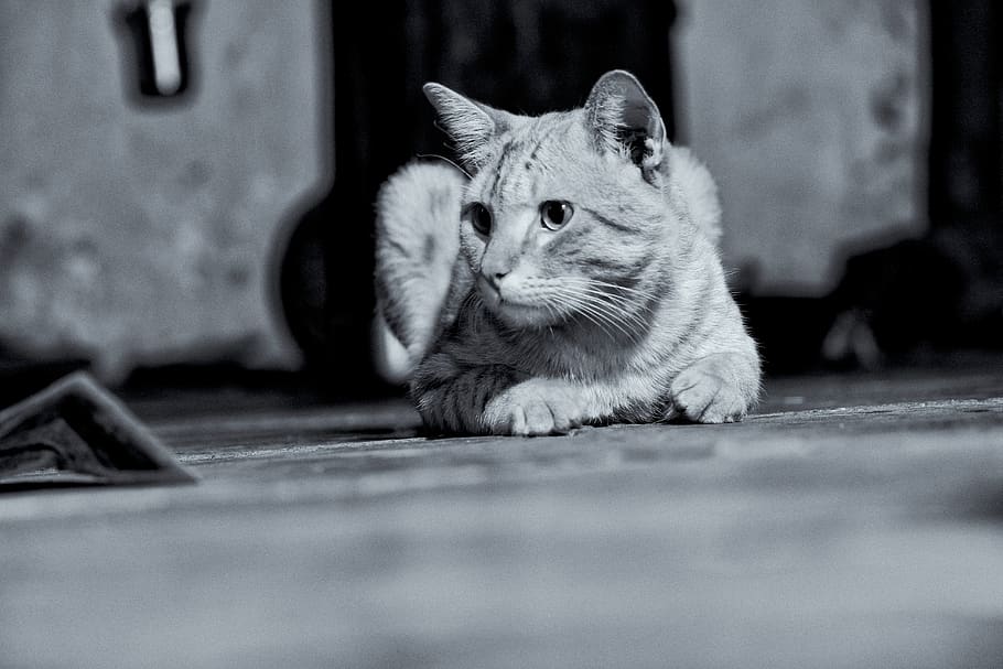 cat, domestic, pets, domestic animals, domestic cat, mammal HD wallpaper