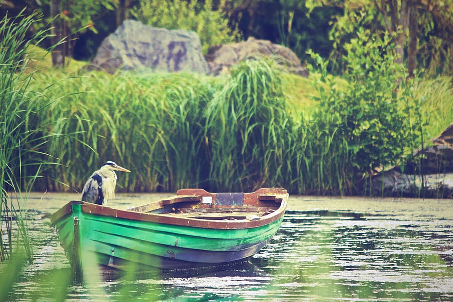 Selective Focus Photography of Great Blue Heron Standing on Green and Brown Rowboat on Calm Body of Water HD wallpaper