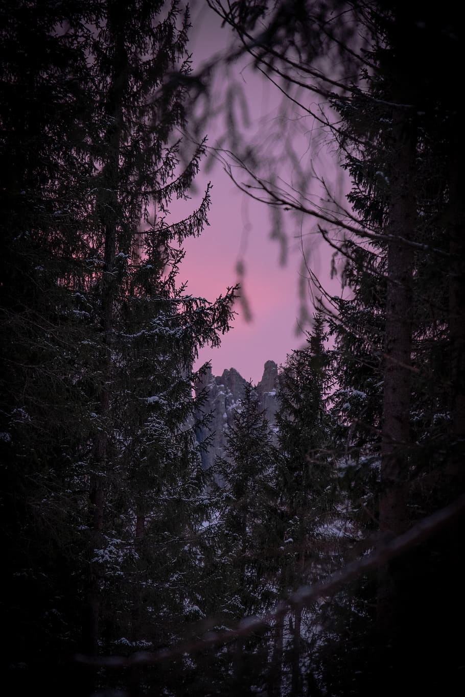 forest during nighttime, tree, plant, fir, abies, pine, conifer HD wallpaper