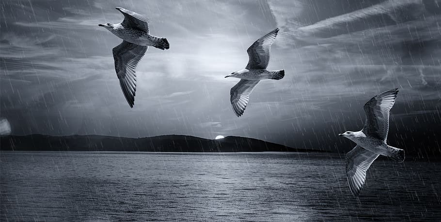 gull, dom, bird, white, nature, grey, landscape, sea, animal HD wallpaper