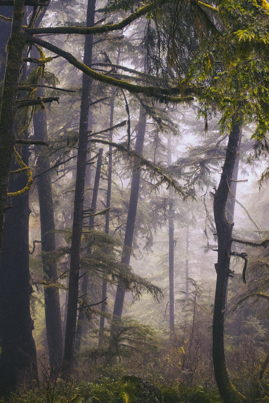 aerial view of green trees, forest, woodland, leaf, leaves, pine HD wallpaper