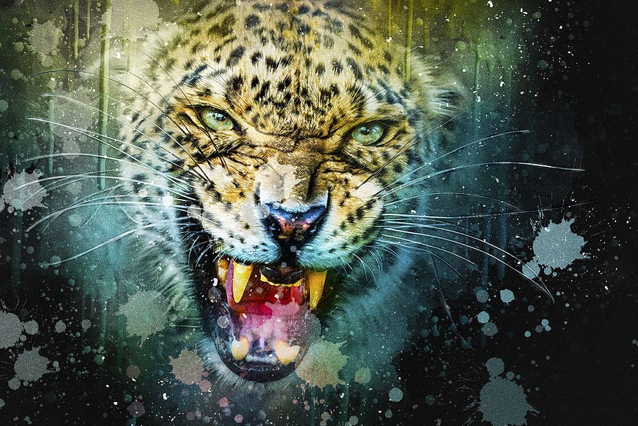 leopard, cat, predator, hunter, animal, nature, wildcat, wildlife, HD wallpaper