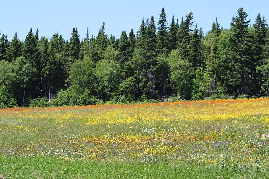 pre, fields, wild flowers, edge, forest, spring, plants, petals HD wallpaper