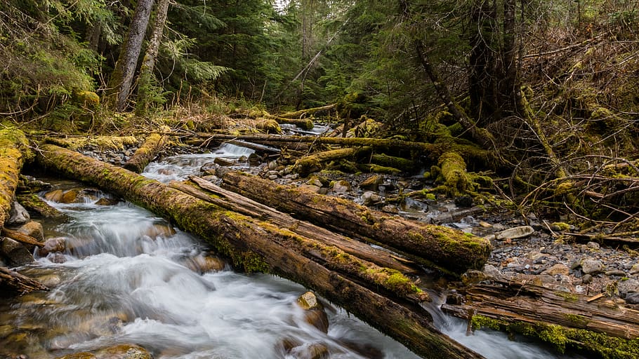 forest, river, trees, green, nature, running water, stream HD wallpaper