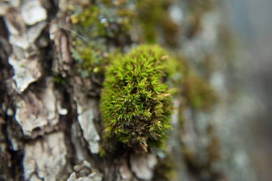 moss, tree, macro, texture, plant, growth, close-up, nature HD wallpaper