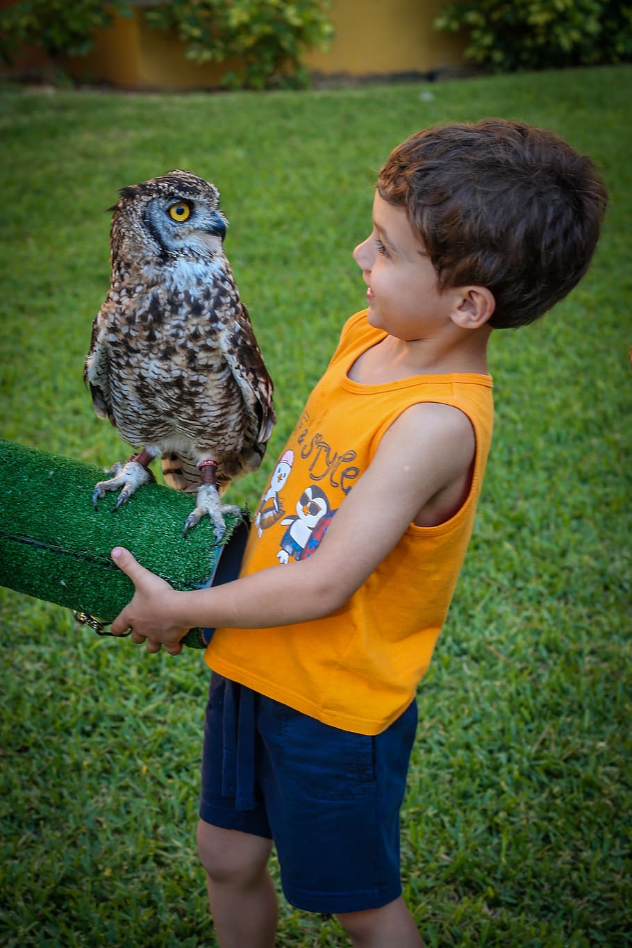 boy, owl, summer, majorca, child, bird, childhood, vertebrate HD wallpaper