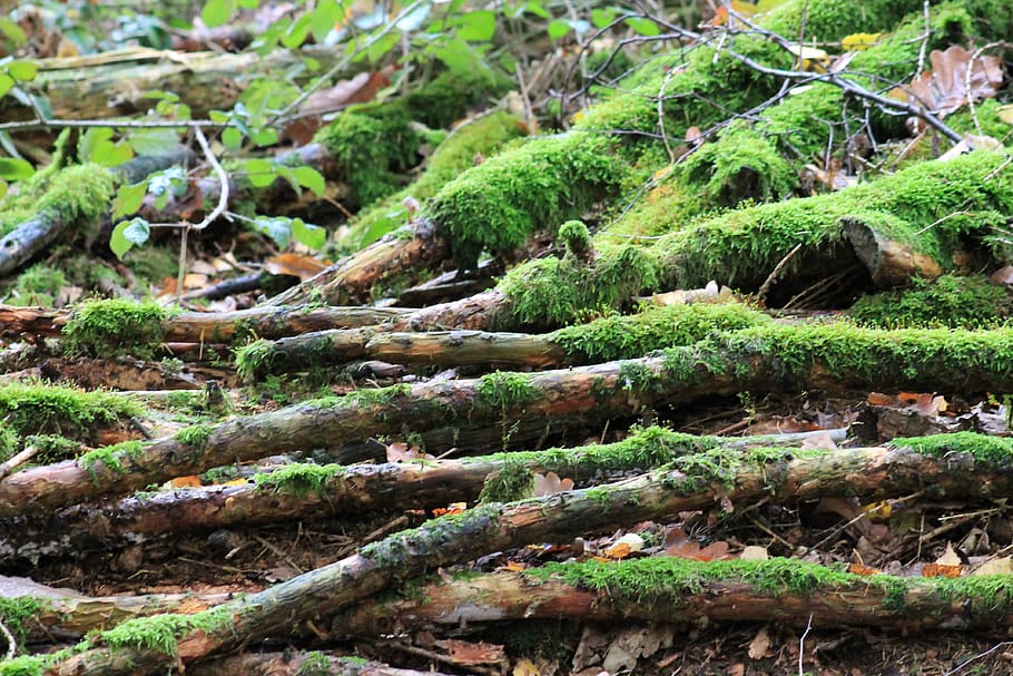 nature, tree, moss, wood, plant, leaf, landscape, environment HD wallpaper