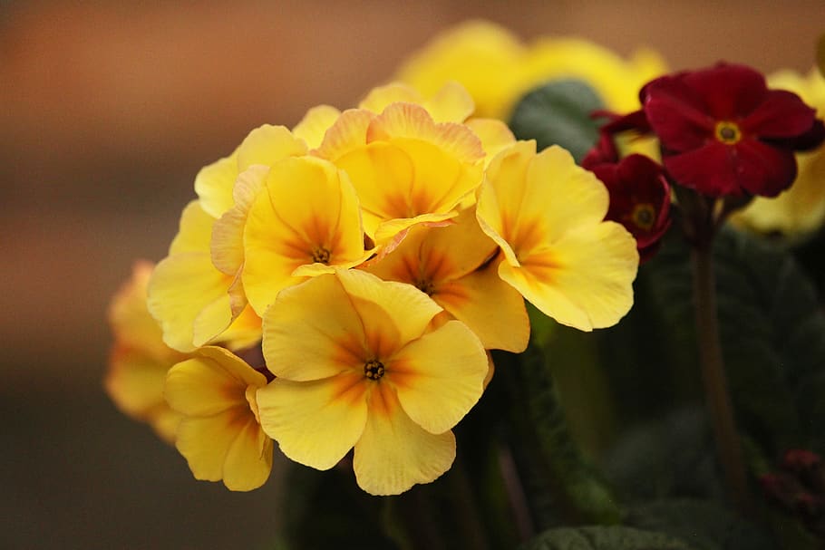 yellow primroses, frühlingsblüher, spring, flowers, garden HD wallpaper