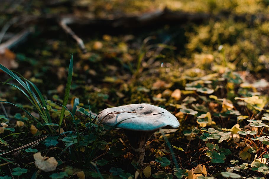 Brown Fungi on Green Grass, close-up, colors, daylight, environment HD wallpaper