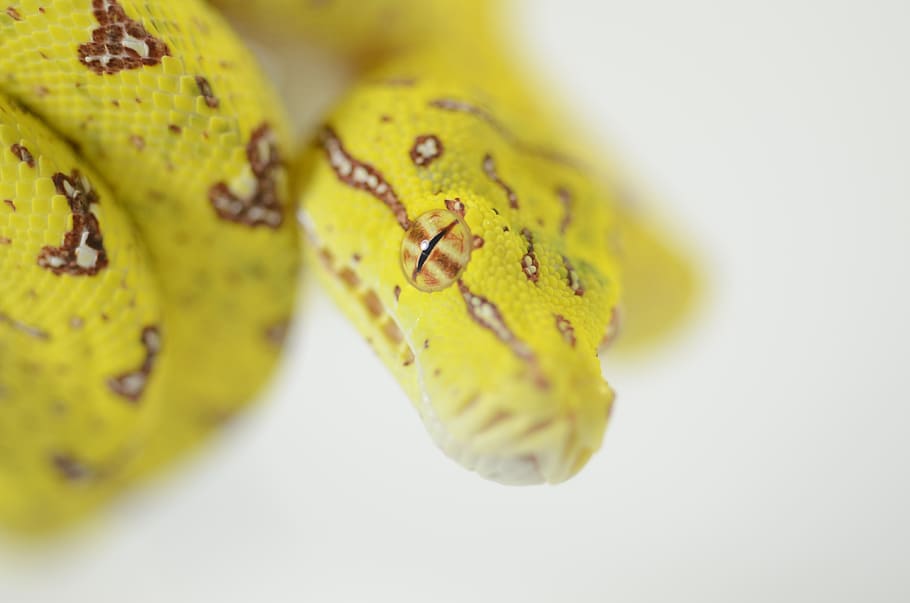 snake, reptile, green tree python, animal, close-up, yellow HD wallpaper
