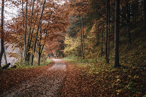two person walking between trees at daytime, path, road, dirt road HD wallpaper