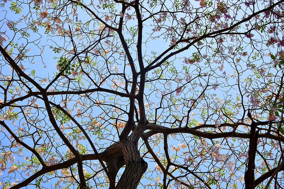 Brown Dress With Brown and Green Leaf Tree, blue sky, branches HD wallpaper
