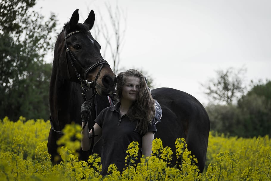 horses, people, riding, rape, holsteiner, girl, domestic animals HD wallpaper