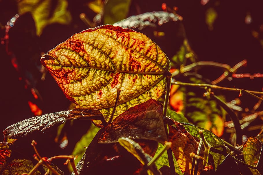 leaf, bush bean, backlighting, leaf vein, bright, autumn, nature HD wallpaper