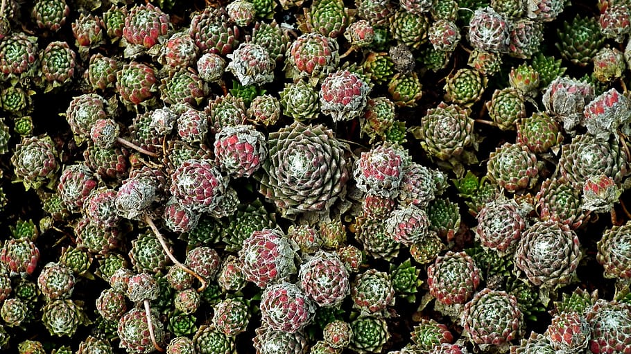 rojnik, spring, garden, nature, rockery, green, succulents HD wallpaper