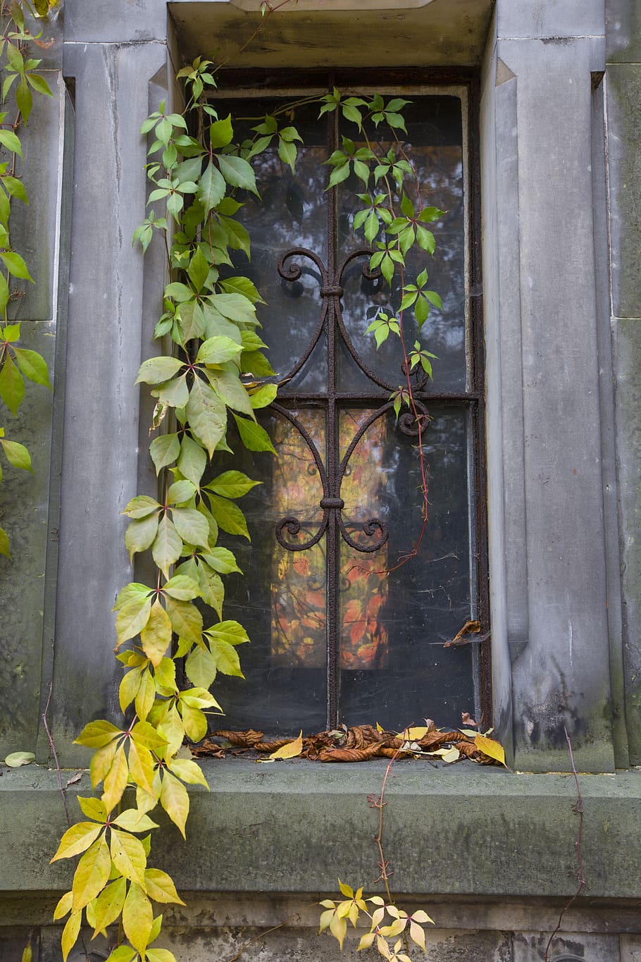 old, window, ivy, railing, plant, growth, leaf, plant part HD wallpaper