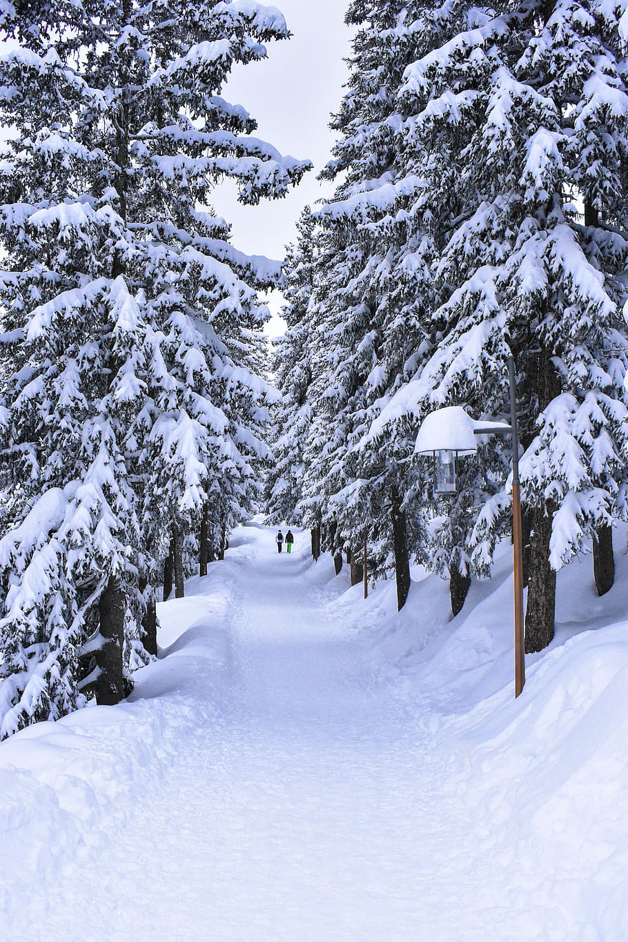 snow covered trees, plant, fir, abies, outdoors, nature, conifer HD wallpaper