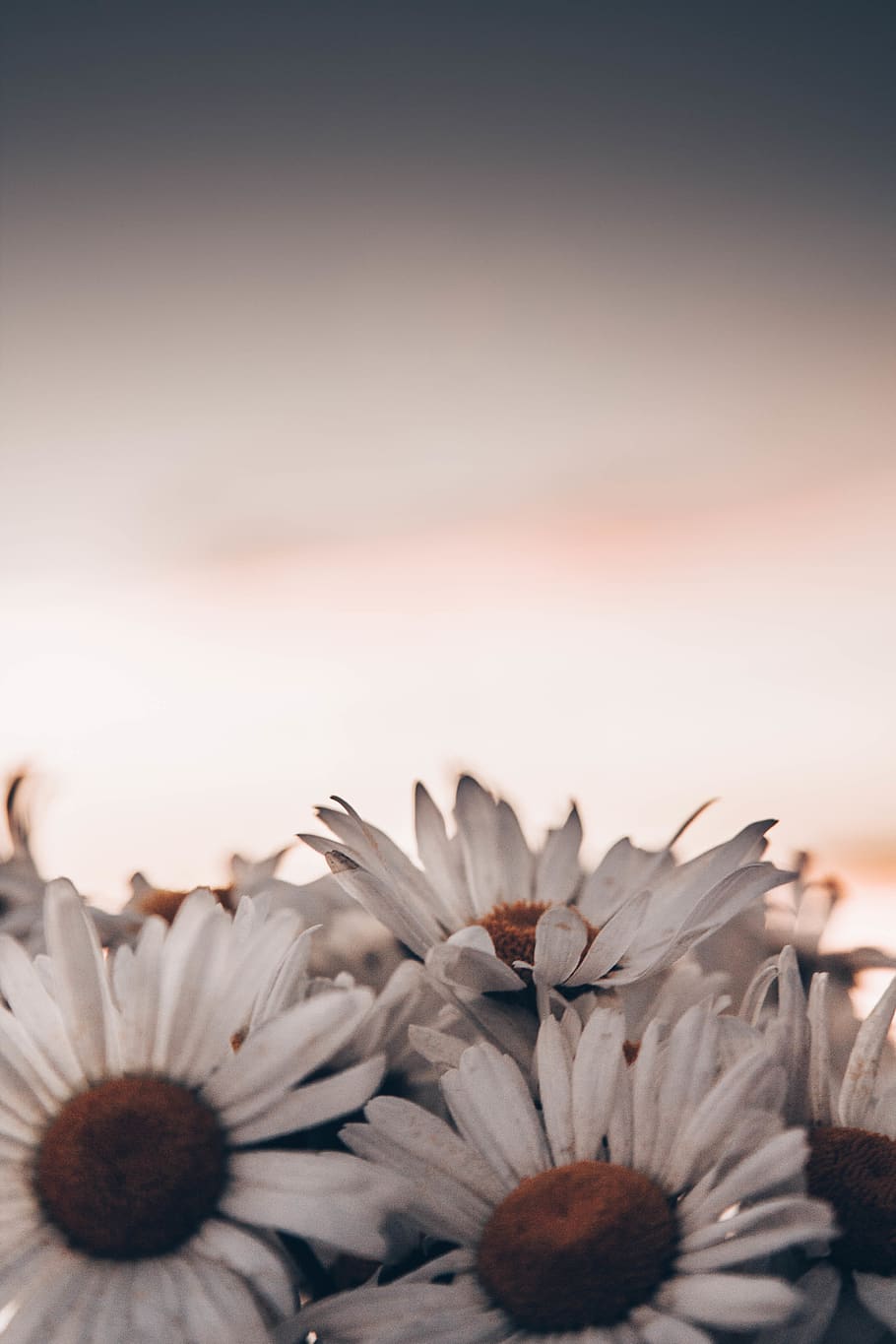 white petaled flowers, flowering plant, freshness, beauty in nature HD wallpaper