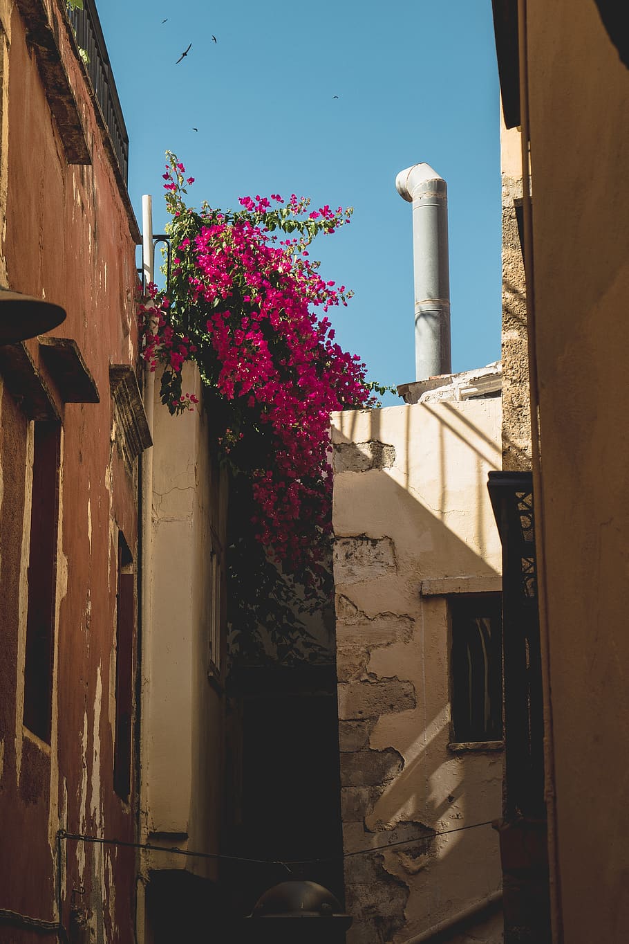 flowers, pink, light, dark, wall, climbers, trail, rustic, buildings HD wallpaper