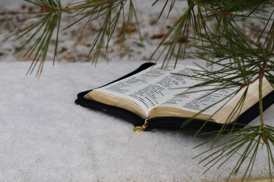 publication, book, no people, nature, plant, open, focus on foreground HD wallpaper