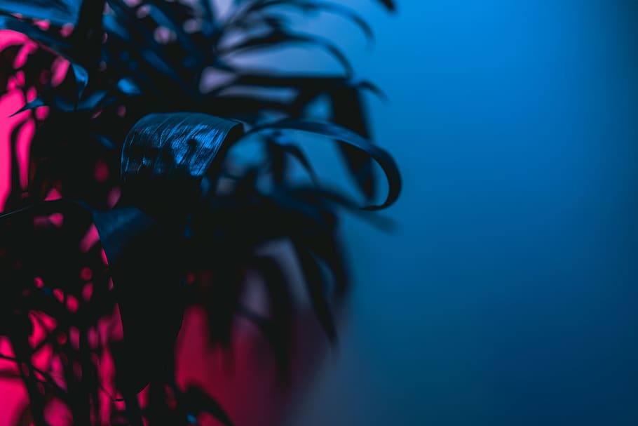 2160x1620px | free download | HD wallpaper: blue, close-up, no people,  indoors, colored background, studio shot | Wallpaper Flare