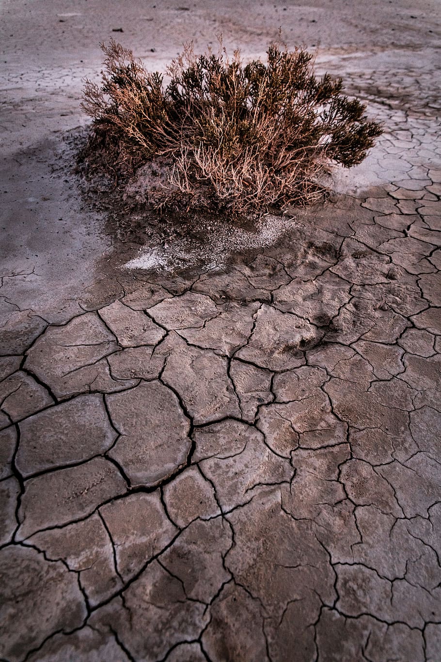 brown bush on cracked soil, nature, outdoors, arid, earth, texture