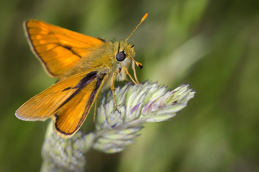 Yellow and Black Moth on Purple and Green Petaled Flower, bug HD wallpaper