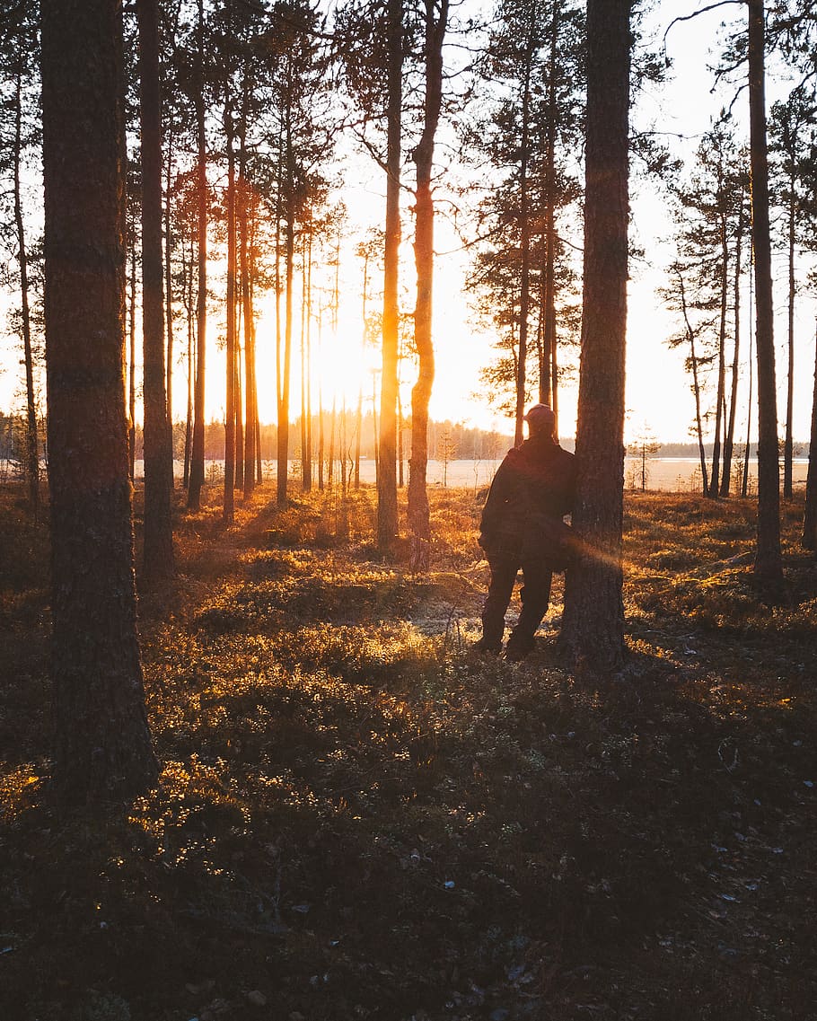 light, flare, sunlight, human, person, plant, tree, nature HD wallpaper