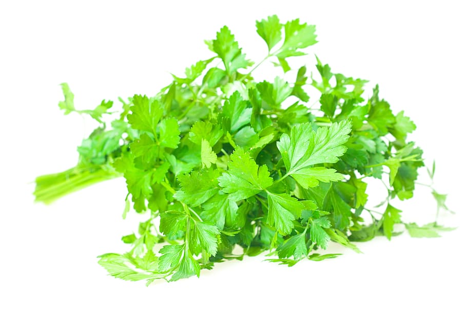 salad, isolated, leaves, parsley, plant, spices, tasty, vegetables