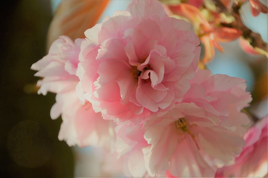 tree, cherry, spring, pink, flower, nature, branch, japanese HD wallpaper