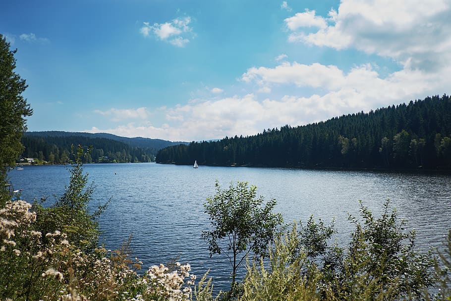 austria, packer stausee, tree, forest, sky, clouds, mood, moody HD wallpaper