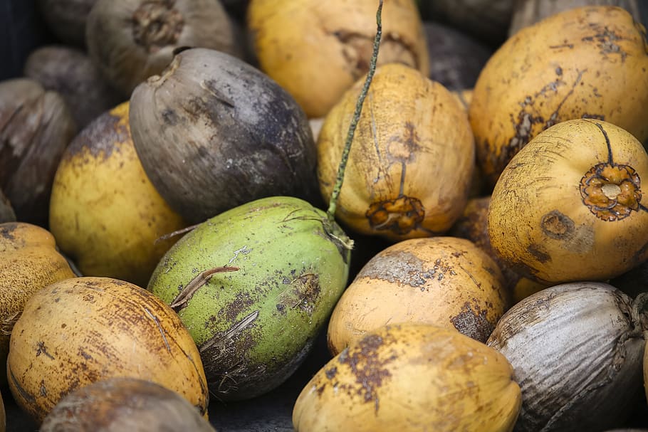 bunch of coconuts, food and drink, healthy eating, freshness HD wallpaper