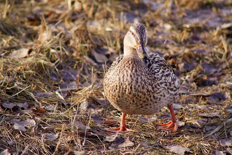 duck, bird, brows, animal, wild, town, animal themes, vertebrate HD wallpaper